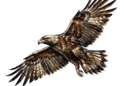 Majestic Golden Eagle: Soaring Predator in Striking Illustration