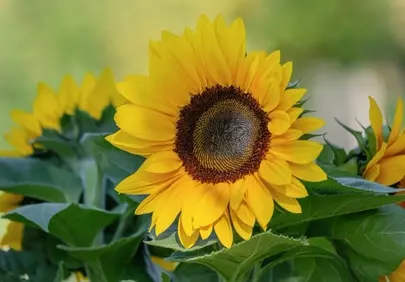 Vibrant Sunflower Blooms Under Summer Sun
