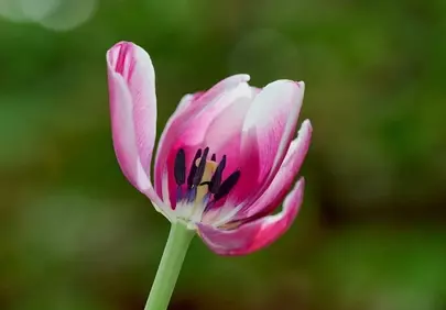 Vibrant Pink Tulip Unveiled: A Spring Macro Masterpiece