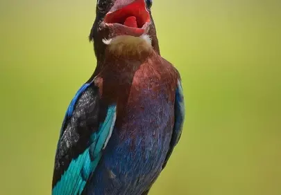 Vibrant Kingfisher's Call: Nature's Colorful Symphony