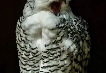 Majestic Screech: Captivating Snowy Owl Portrait