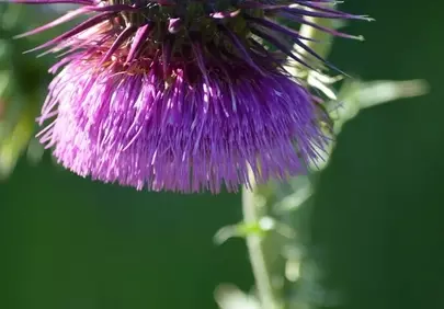Vibrant Thistle Bloom: A Wild Summer Meadow Delight