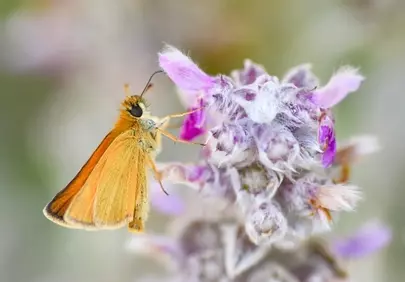 Vibrant Orange Butterfly Pollinating Lamb's Ear Flower in Spring