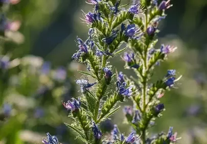 Vibrant Violet Blooms: Nature's Delicate Purple Masterpiece