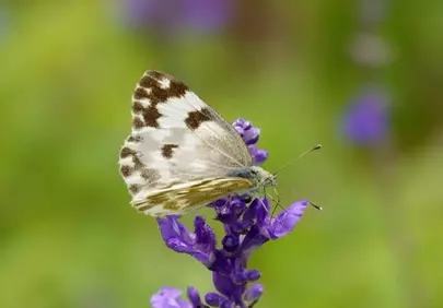 Vibrant Butterfly on Purple Bloom: Nature's Delicate Dance