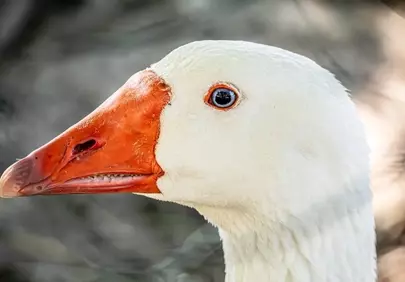 Striking White Goose Portrait: Nature's Elegance Up Close