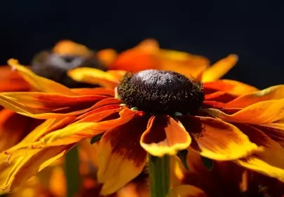 Vibrant Summer Rudbeckia: A Close-Up Floral Masterpiece