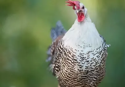 Vibrant Crowing Chicken Perched in Nature's Embrace