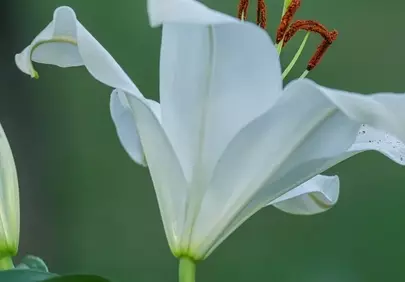 Stunning White Lily: A Macro Vision of Natural Beauty