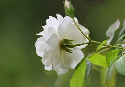 Stunning White Rose: A Symbol of Pure Beauty in Spring