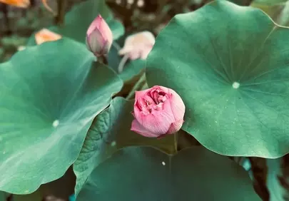 Vibrant Bowl Lotus Buds Amidst Lush Greenery