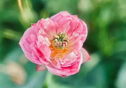 Exquisite Pink Bowl Lotus Blossom: A Summer Dream