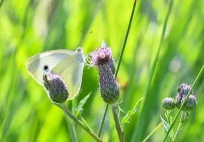 Delicate Butterfly on Thistle: A Spring Macro Delight