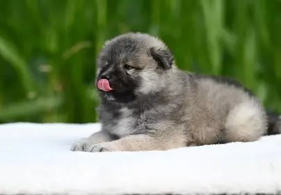 Adorable Eurasier Puppy Licking on White Blanket