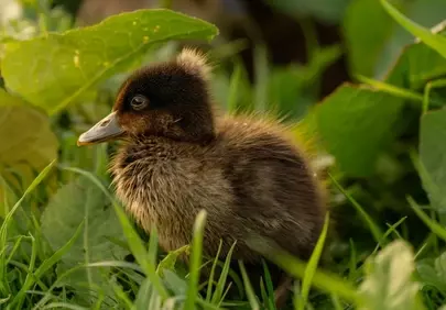 Adorable Fluffy Duckling: Spring's Sweetest New Arrival