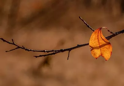 Vibrant Autumn's Last Stand: A Golden Leaf's Farewell