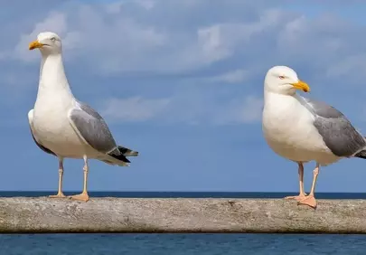 Graceful Gulls: Coastal Birds Against the Baltic Sea Sky
