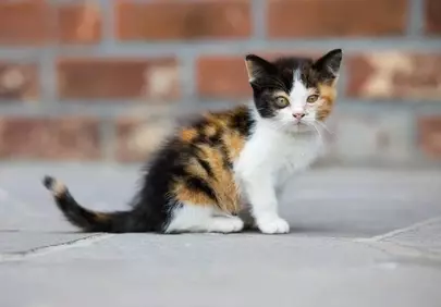 Adorable Calico Kitten's Outdoor Portrait