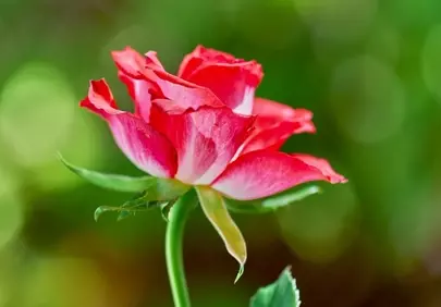 Vibrant Coral Rose: Delicate Bloom in Soft Light