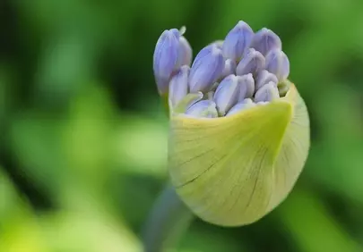 Enchanting Agapanthus Bud: Nature's Unfurling Purple Wonder