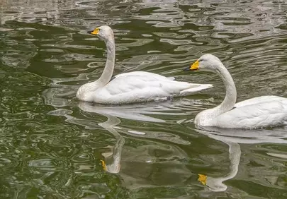 Elegant Swans Gracefully Glide on Tranquil Waters