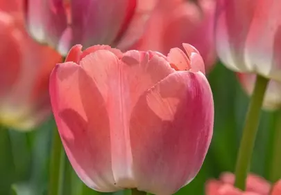 Vibrant Pink Tulips: Spring's Blooming Beauty