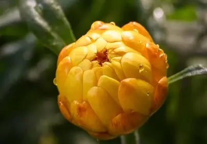 Vibrant Yellow Flower Bud Adorned with Morning Dew
