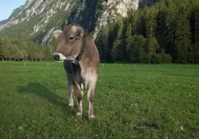 Serene Alpine Cow Grazing in Lush Summer Pasture
