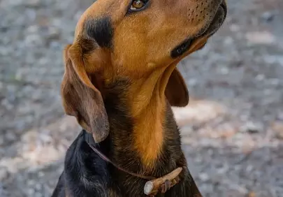 Majestic Tyrolean Hound: A Loyal Hunter's Intense Gaze