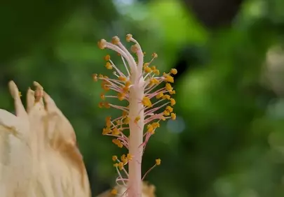 Stunning Macro: Delicate Hibiscus Stamen in Nature's Embrace