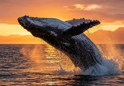 Breathtaking Humpback Whale Breach at Golden Hour Sunset