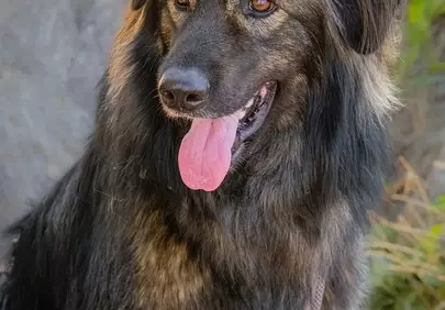 Captivating Brindle Dog: A Playful Companion in Nature's Embrace