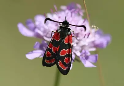 Vivid Burnet Moth on Purple Scabious Flower