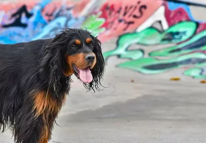 Vibrant Gordon Setter Posing Against Urban Graffiti
