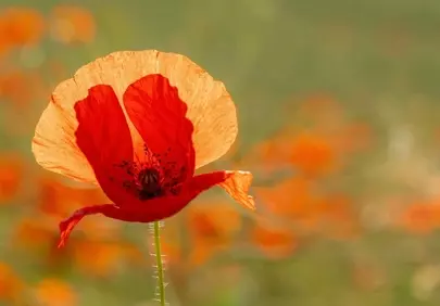 Vibrant Poppy Bloom: A Close-Up of Nature's Fiery Beauty