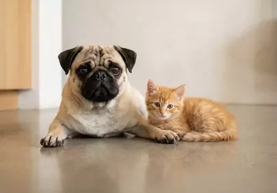 Unlikely Duo: Adorable Pug and Kitten Friendship