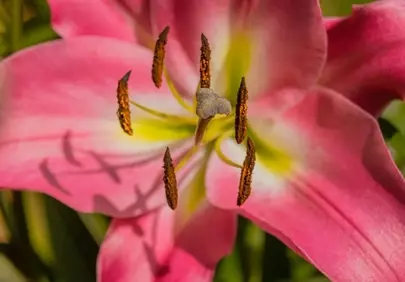 Vibrant Pink Lily: Nature's Delicate Macro Beauty