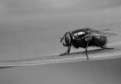 Stunning Monochrome Macro: Fly on Leaf, Nature's Tiny Wonder