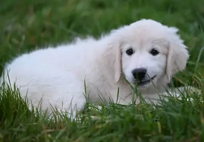 Adorable Golden Retriever Puppy Resting in Green Grass