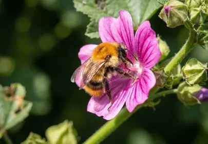 Vibrant Bumblebee Pollinating a Mallow Flower in Summer