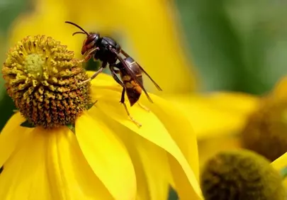 Macro Marvel: Asian Hornet on Vibrant Yellow Coneflower