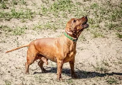 Joyful Wet Puppy Barking in Sun-Drenched Park