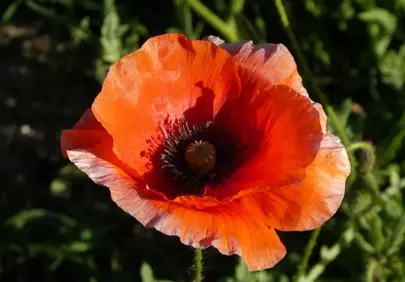 Vibrant Red Poppy: A Summer's Blooming Delight