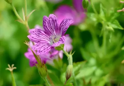 Vibrant Pink Geranium: Nature's Delicate Macro Bloom