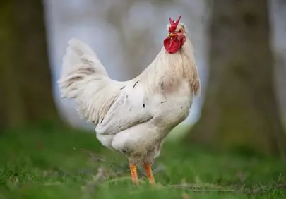 Majestic White Rooster Gracing Lush Green Farm Grass