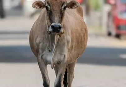 Urban Encounter: Resilient Cow Navigates City Streets