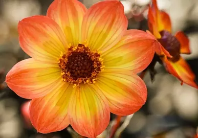 Vibrant Autumn Dahlia: A Close-up of Nature's Beauty