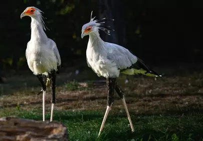 Majestic Secretarybirds: African Predators in Daylight