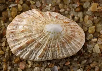 Intricate Limpet Shell: A Coastal Treasure on Golden Sand