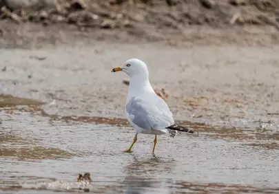 Vibrant Ring-Billed Gull Foraging in Coastal Waters